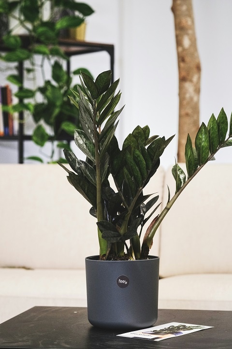 Комнатное растение замиокулькас (долларовое дерево) стоит в горшке на столе