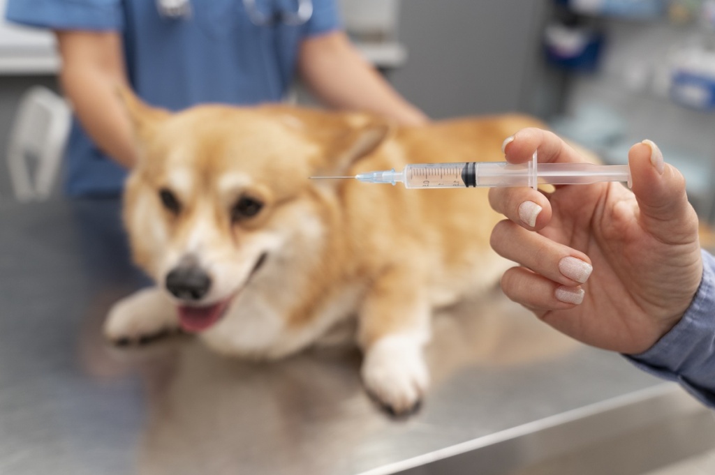 Собака в ветеринарном кабинете ждет вакцинацию