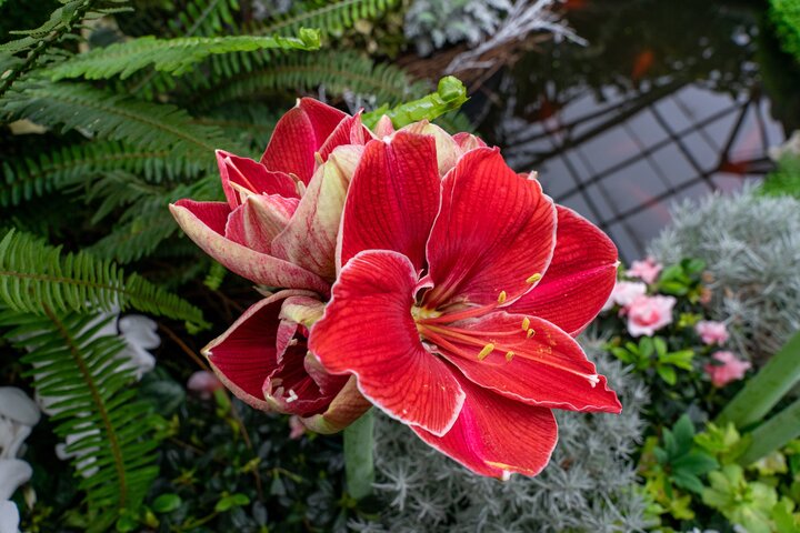 Цветок гиппеаструм с красными цветками