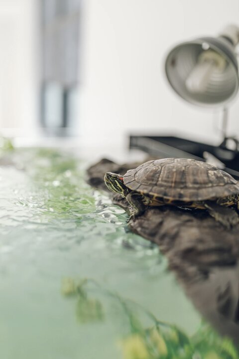 красноухая черепаха в аквариуме