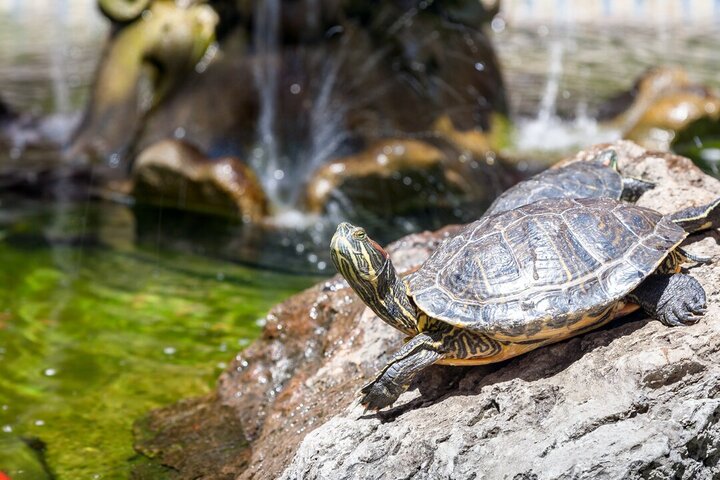 красноухая черепаха в аквариуме