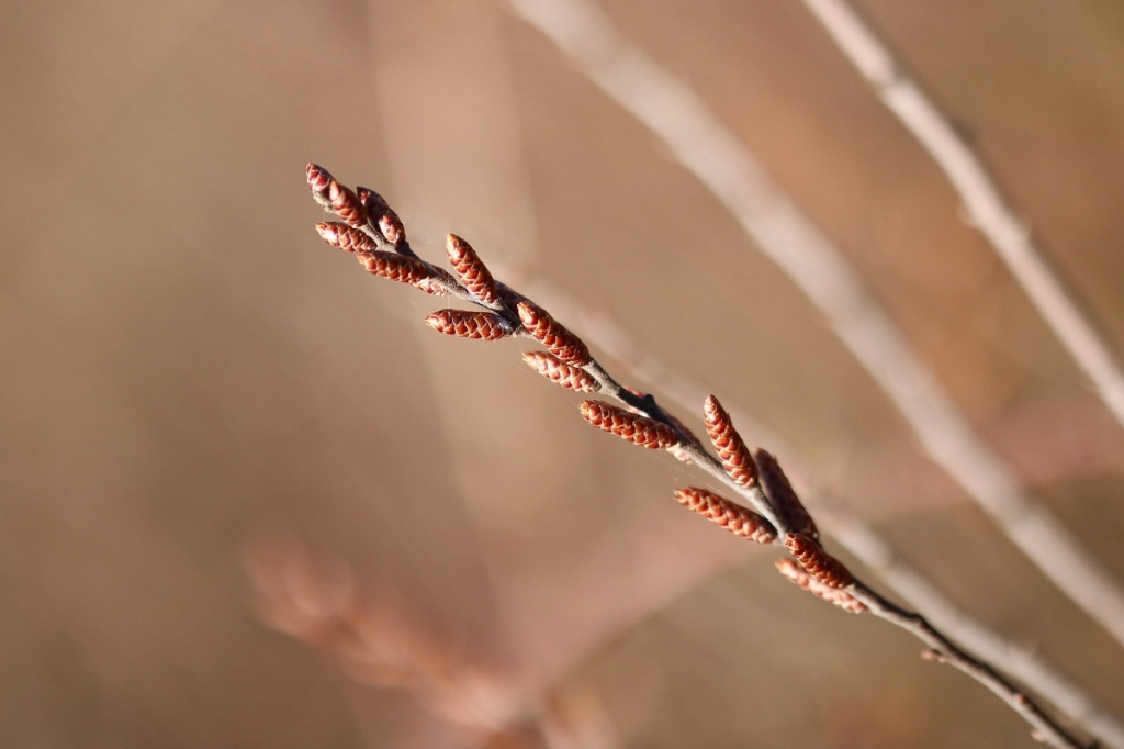 shallow-focus-shot-willow-branch.jpg