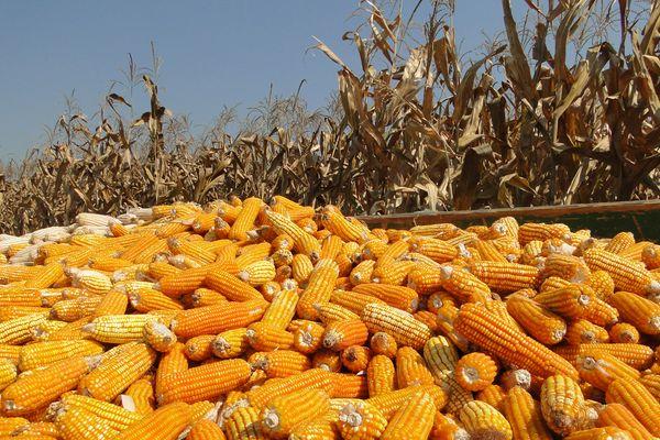 Краснодарский край - лидер по производству кукурузы