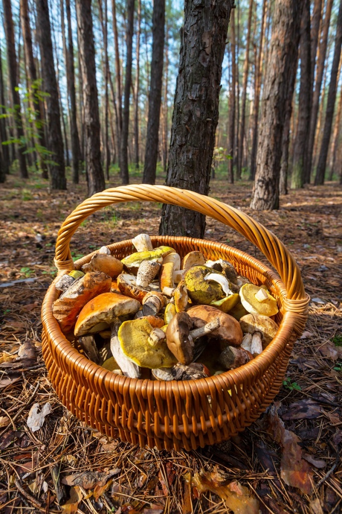 Корзинка с лесными грибами стоит на земле