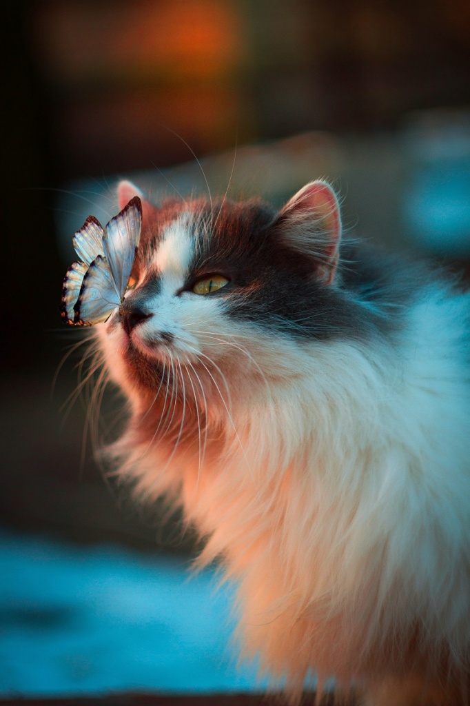 Взрослый кот с бабочкой на носу