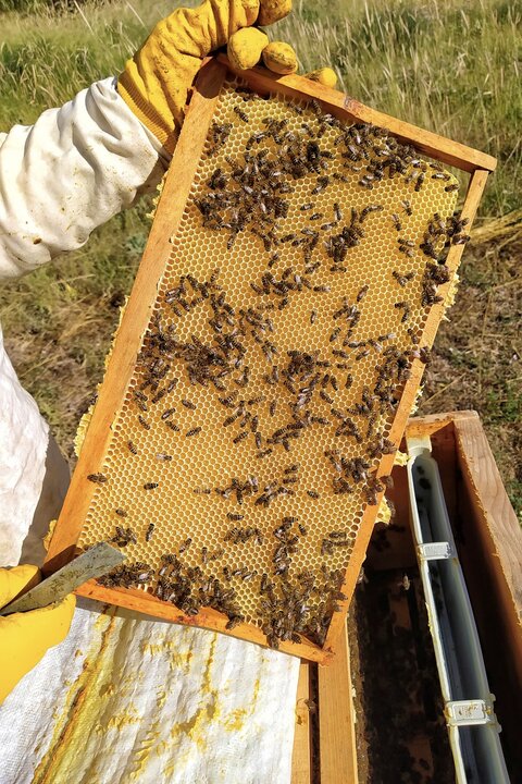 улий с медом с сотами и пчелами на пасеке