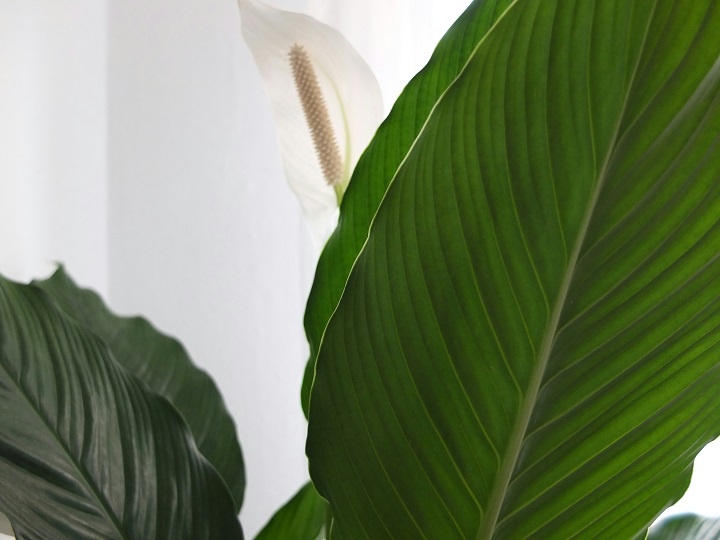 Цветущий спатифиллум 