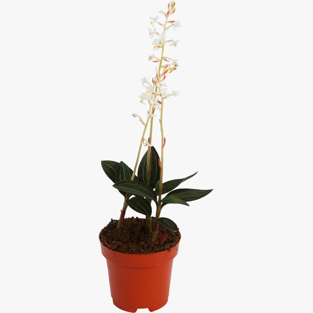 орхидея Лудизия