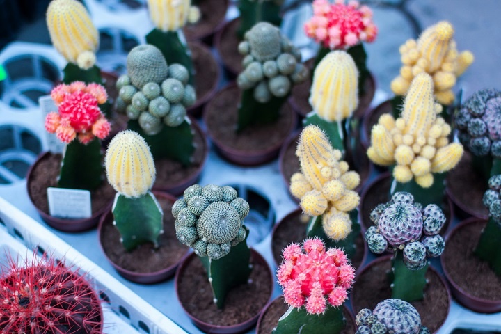 Разные виды кактусов в цветочном магазине 
