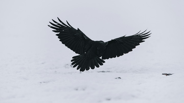 Летящий черный ворон