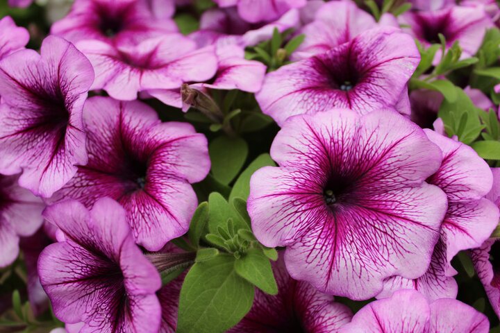 Петуния розово-фиолетовые цветки