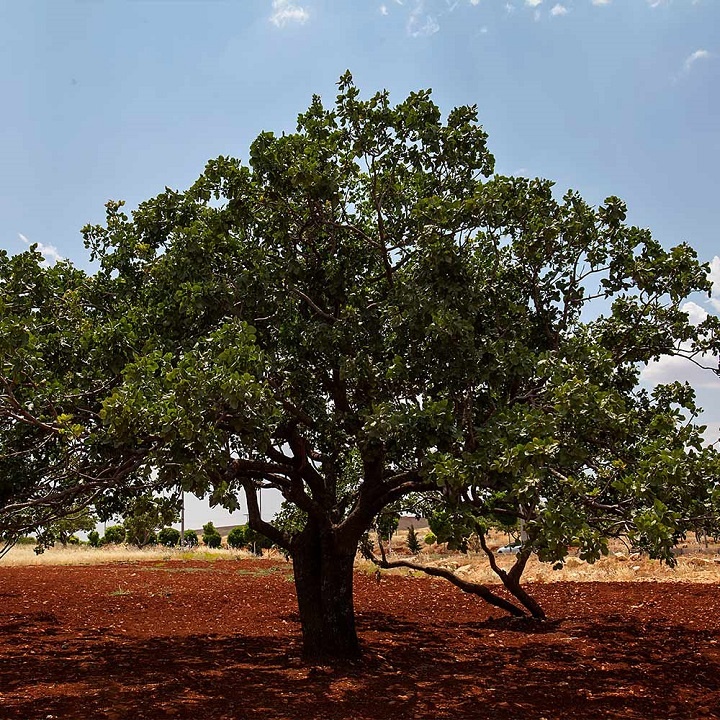 Фисташковое дерево 