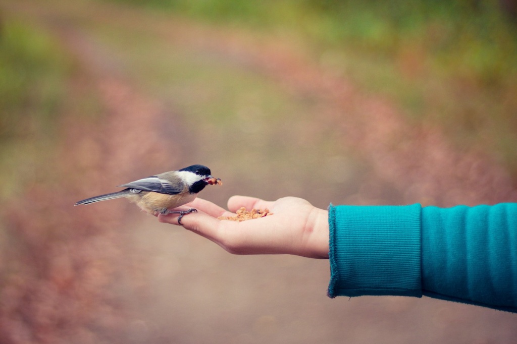 Птичка сидит на детской руке
