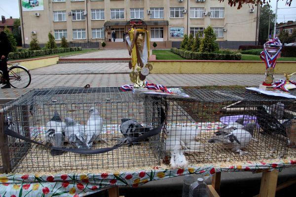 Голубеводы Тбилисской показали своих подопечных Голубеводы Тбилисской показали своих подопечных