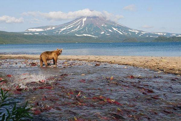 Медвежья рыбалка на Курильском озере