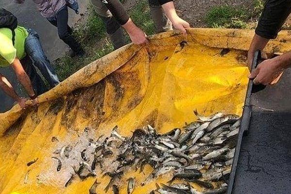 Теперь в озере Карасун будут жить мальки белого амура