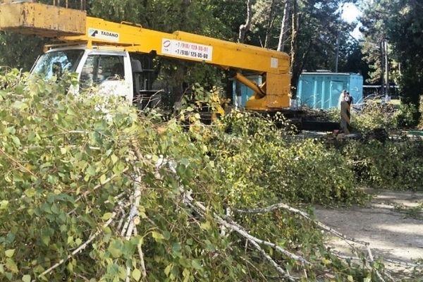 Краснодарцев пугает перспектива жить без деревьев