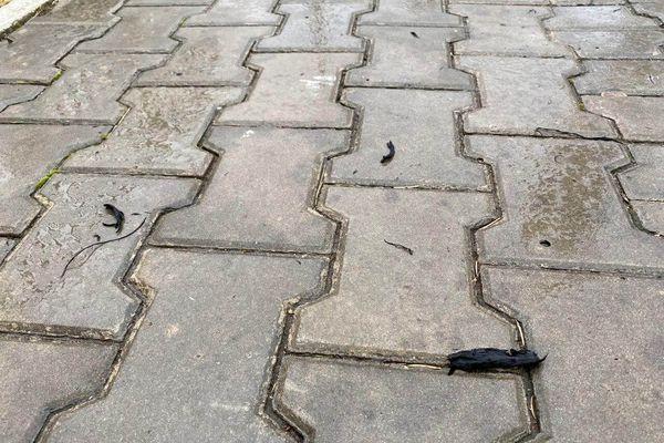 Вместе с дождем и ветром в Краснодар прилетел пепел