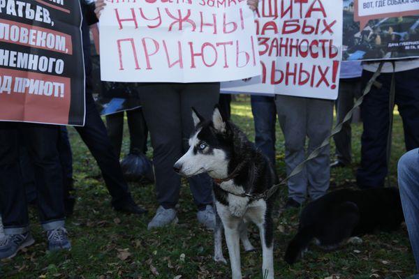 Участие в пикете приняли и животные