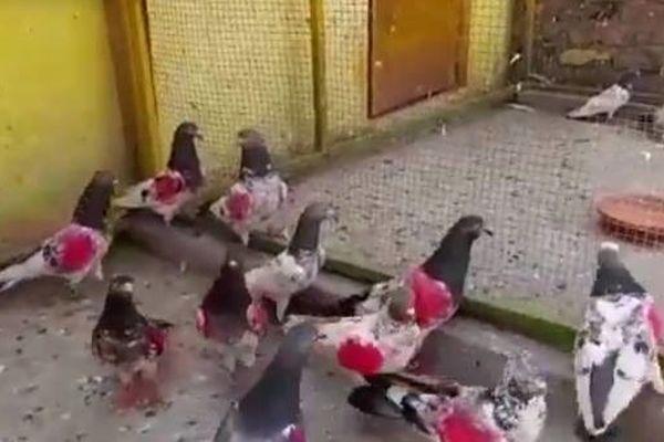Другие голуби с такими же отметками