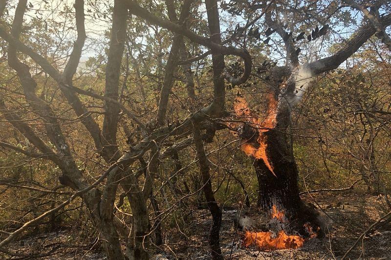Горит Утриш: пожар в реликтовом лесу под Анапой продолжается вторые сутки