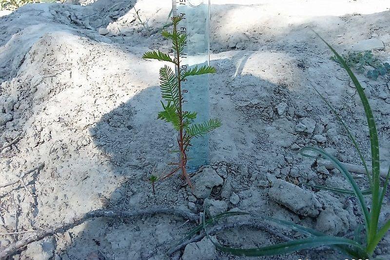 Кипарисы на озере Сукко в Анапе оградили от туристов