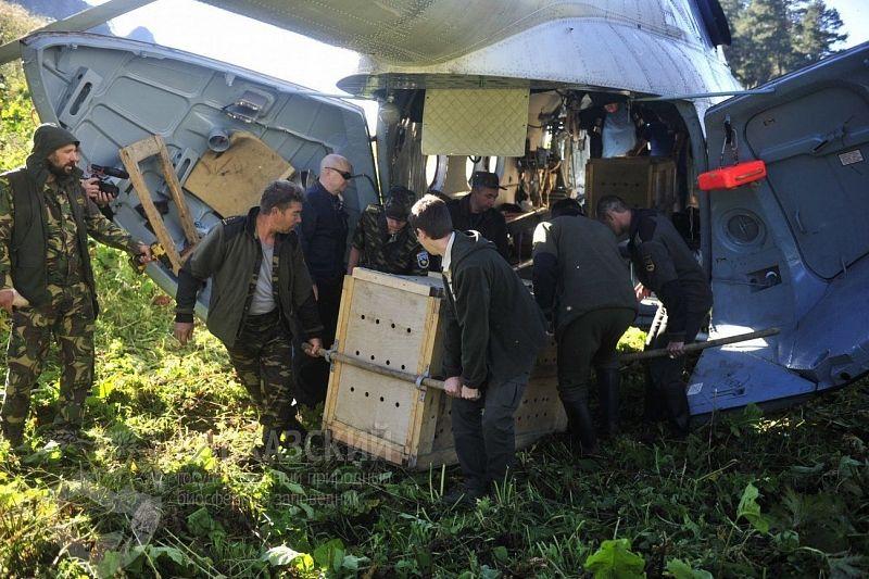 В Кавказском заповедники выпустили двух переднеазиатских леопардов