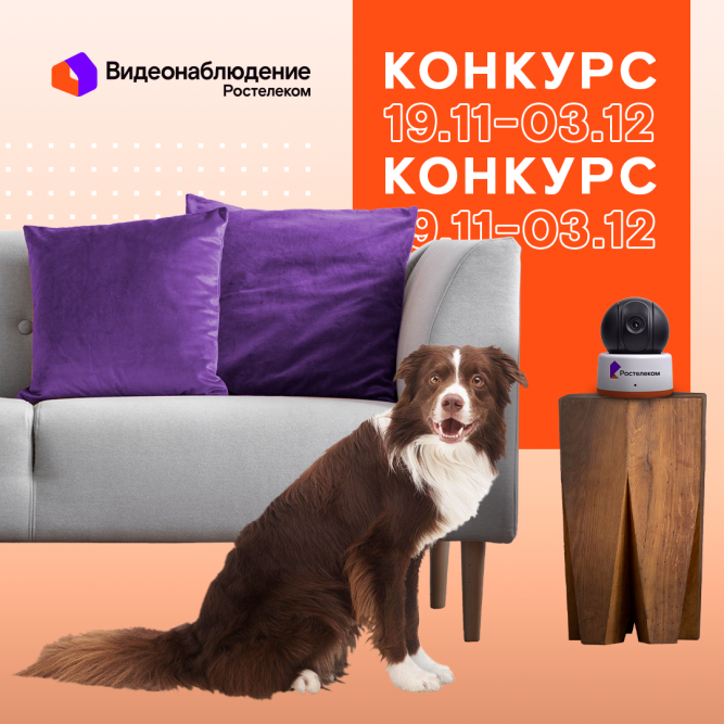 «Ростелеком» запустил конкурс, где могут участвовать домашние питомцы