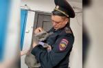 На Кубани полицейский спас кота во время пожара в пятиэтажке - https://kubnews.ru/