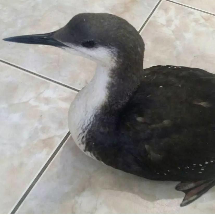 © Фото instagram.com/help_birds_anapa*