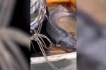 Житель Кубани за распространение фейкового ролика о "царь - рыбе" наказан судом - https://krasnodarmedia.su/