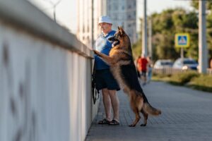 Жителей Апшеронска попросили не оставлять своих собак без присмотра