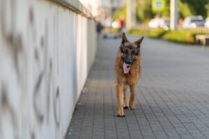 Полиция проверяет информацию о грузовике с бездомными собаками в Сочи