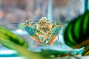 Новый вид ракообразных обнаружили на Кубани