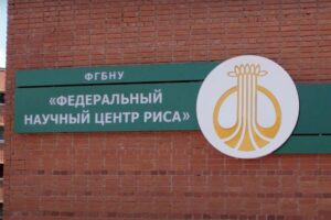 Рисоводы Кубани сохранят посевные площади на уровне 2022 года