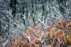 На Кубани похолодает до -4°С