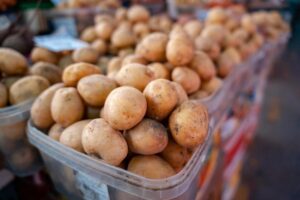 Более 300 тонн картофеля с молью ввезли в Россию из Египта