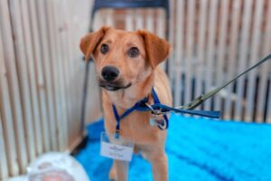 В следующие выходные состоится Dog Picnic в Абрау-Дюрсо