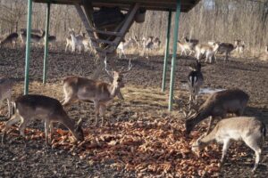 Сезонное кормление ланей завершилось в заказнике на Кубани