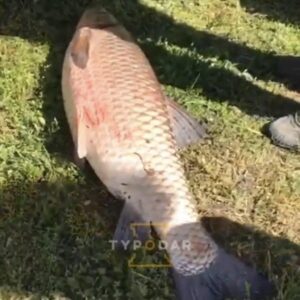 Жительница Краснодара выловила в озере Карасун амура весом около 15 кг