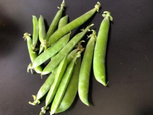 На Кубани ученые вывели 11 новых сортов гороха