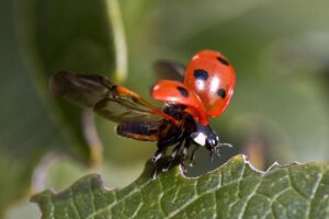 Эксперты пророчат новое нашествие насекомых на курорты Кубани