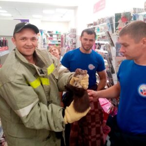 На Кубани куница вбежала в супермаркет и устроила погром