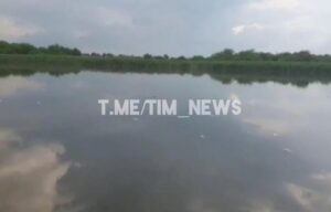 В Тимашевске зафиксирован массовый мор рыбы