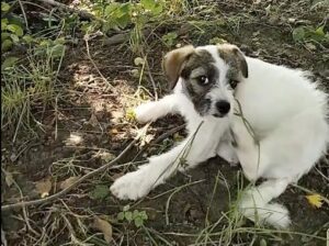 Пострадавшего от школьницы-живодерки щенка забрали волонтеры на Кубани