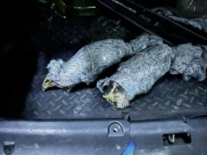 Замотанных тряпками и скотчем редких ястребов пытались незаконно вывезти из Сочи в Абхазию