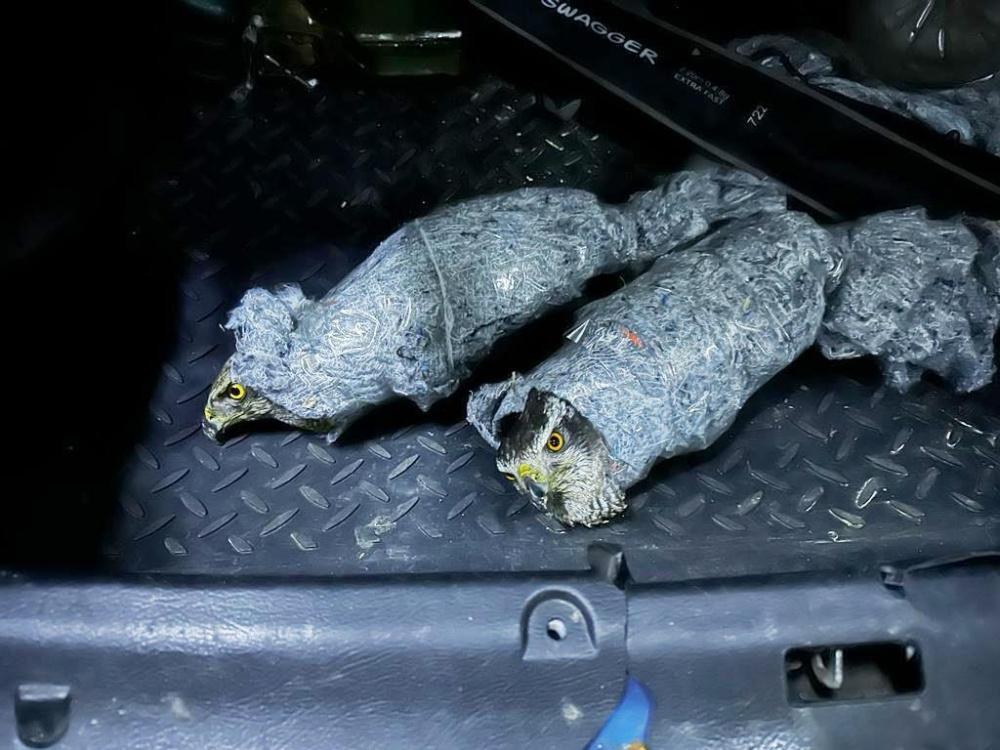 Замотанных тряпками и скотчем редких ястребов пытались незаконно вывезти из Сочи в Абхазию