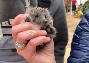 Альбинос Ежевика из парка «Южные культуры» нагуляла четырех ежат