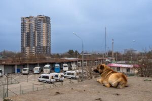 Краснодар расторг контракт со службой по отлову бродячих собак