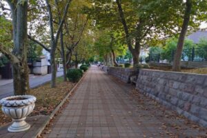 В Туапсе зеленые зоны и здания обрабатывают от белой американской бабочки